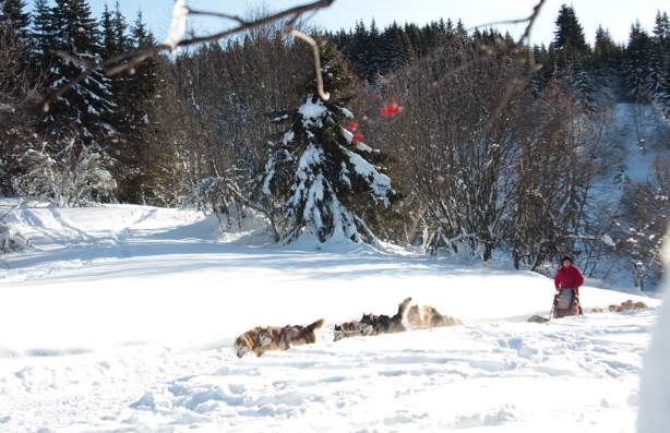 Chien de traîneau